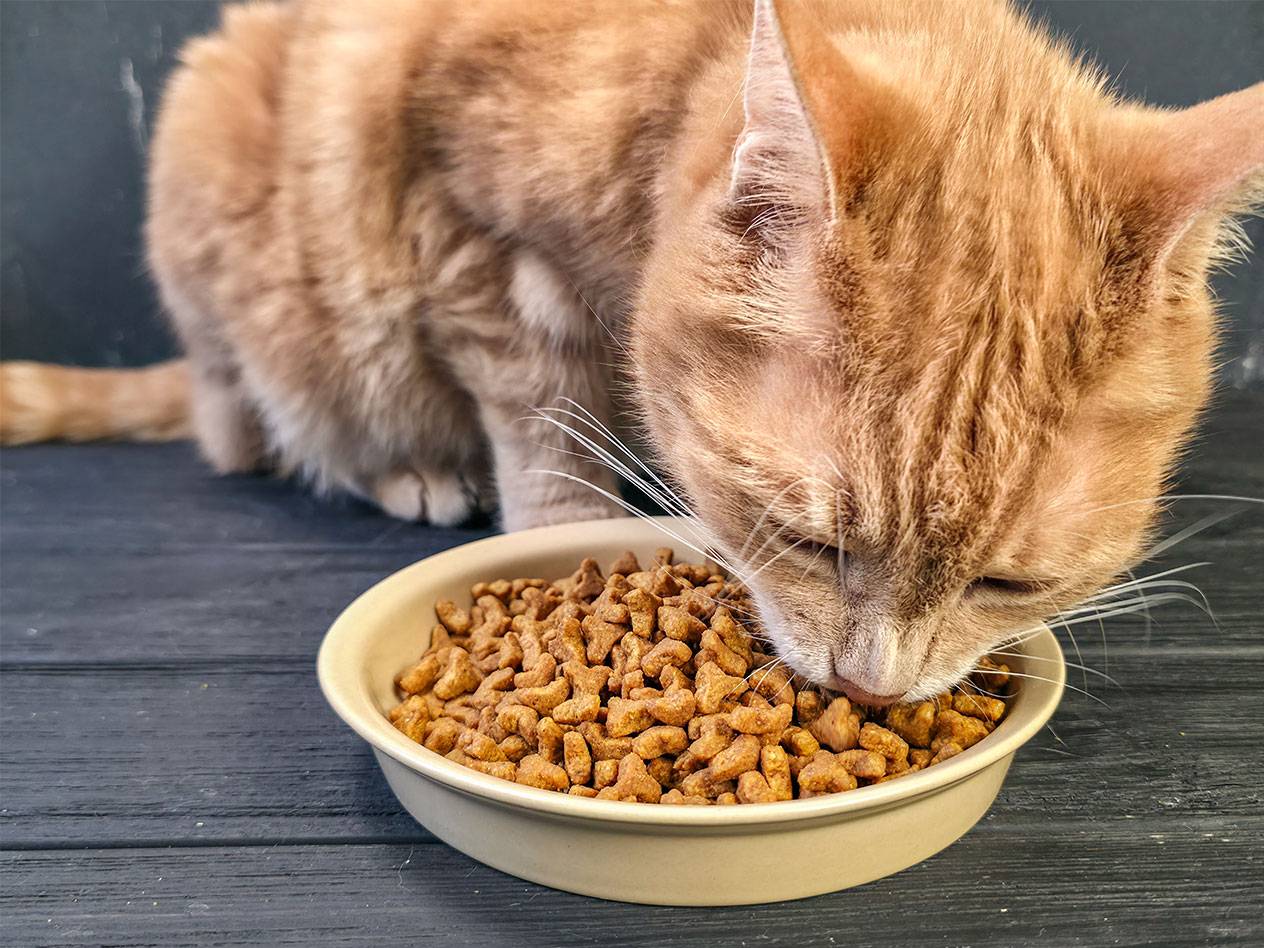 Chat roux mangeant des croquettes dans une gamelle.