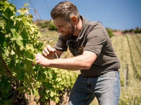 Un homme inspecte des vignes dans un vignoble.