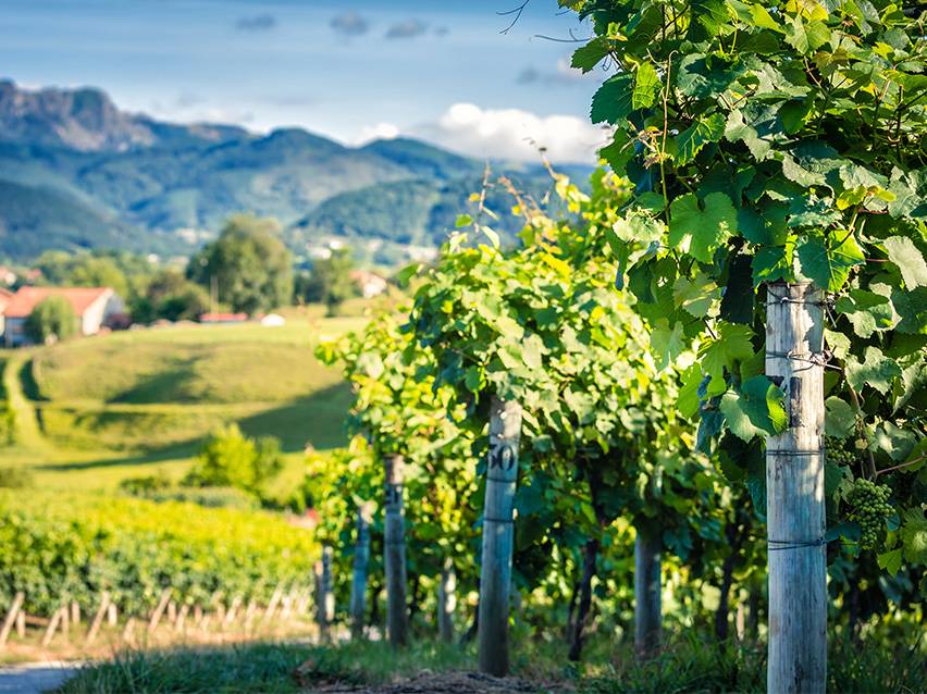 Rangées de vignes vertes luxuriantes avec montagnes et village en arrière-plan sous un ciel bleu