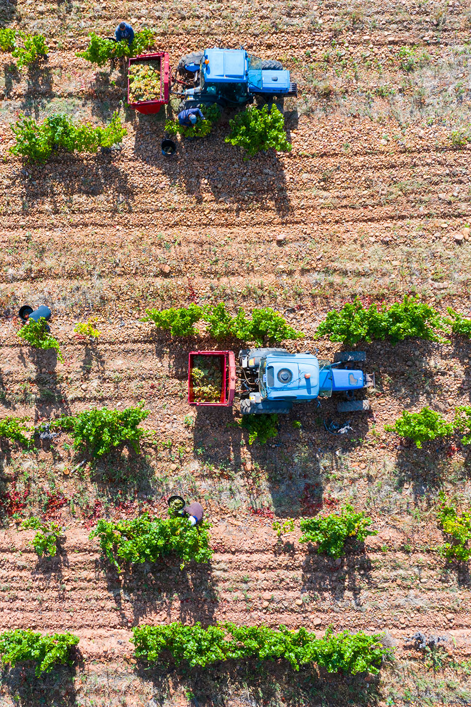 Deux tracteurs et des ouvriers récoltant du raisin dans un vignoble.