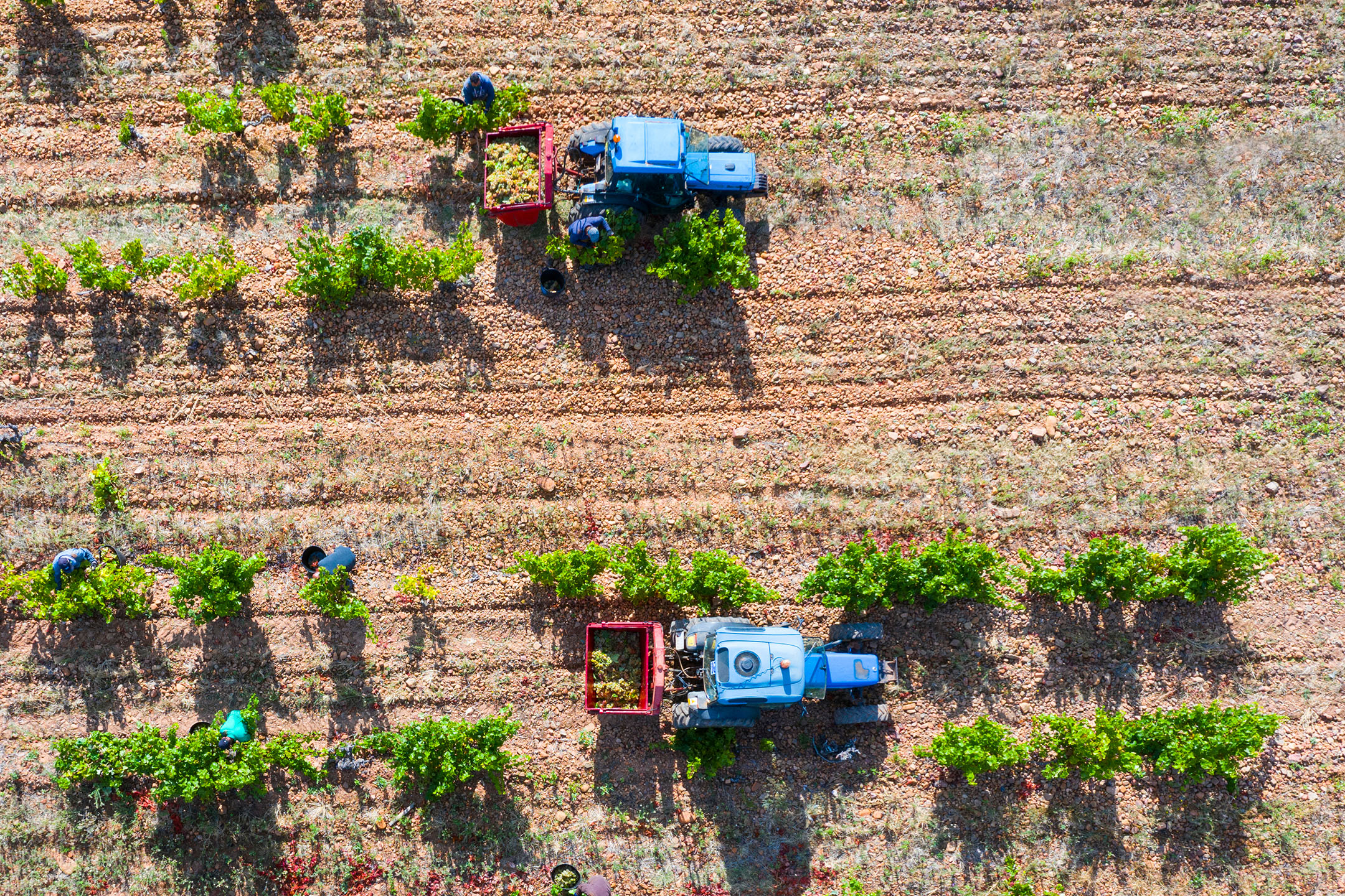 Vue aérienne de vignerons récoltant des raisins dans des remorques de tracteur.