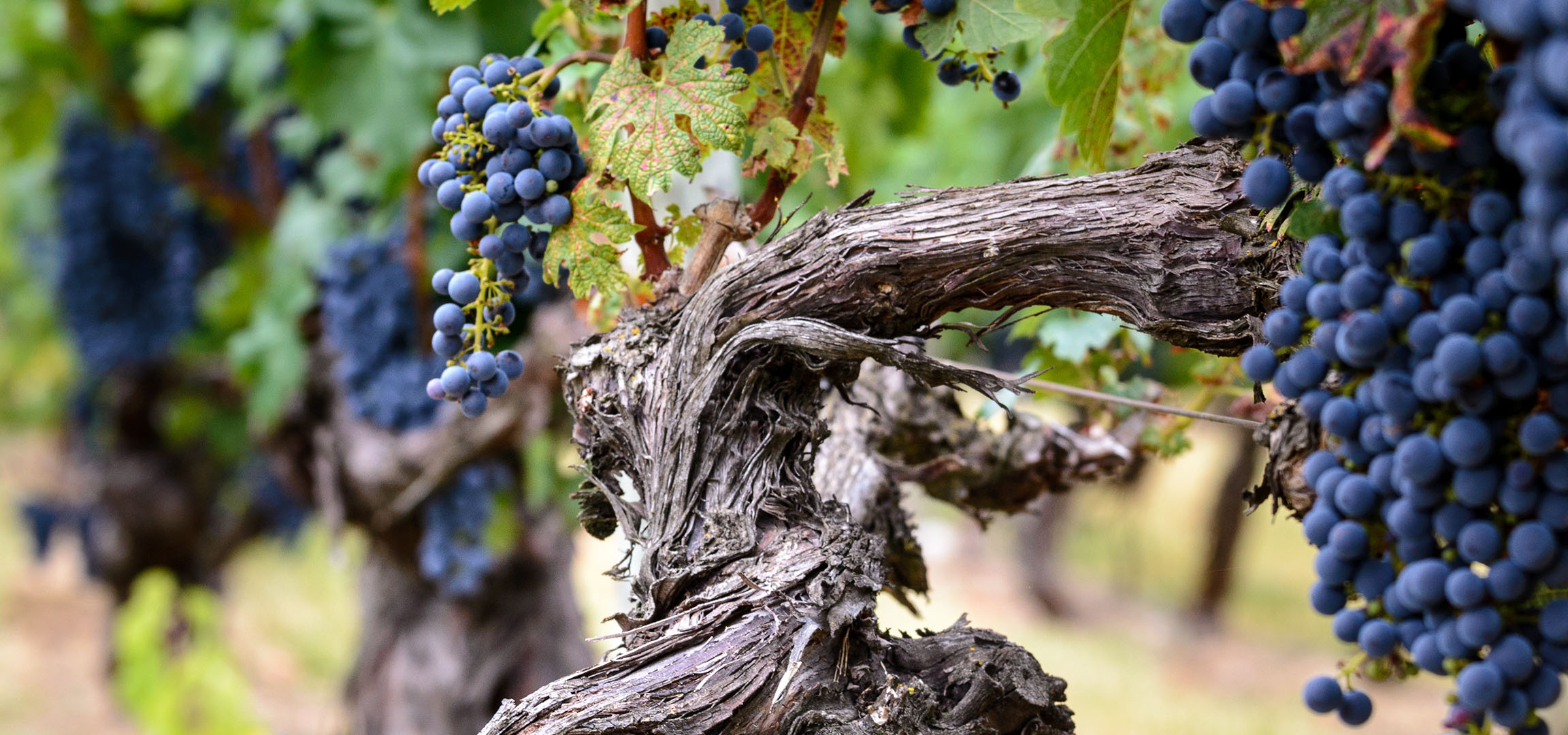 Gros plan de raisins noirs mûrs sur la vigne, avec des feuilles vertes et des sarments noueux.