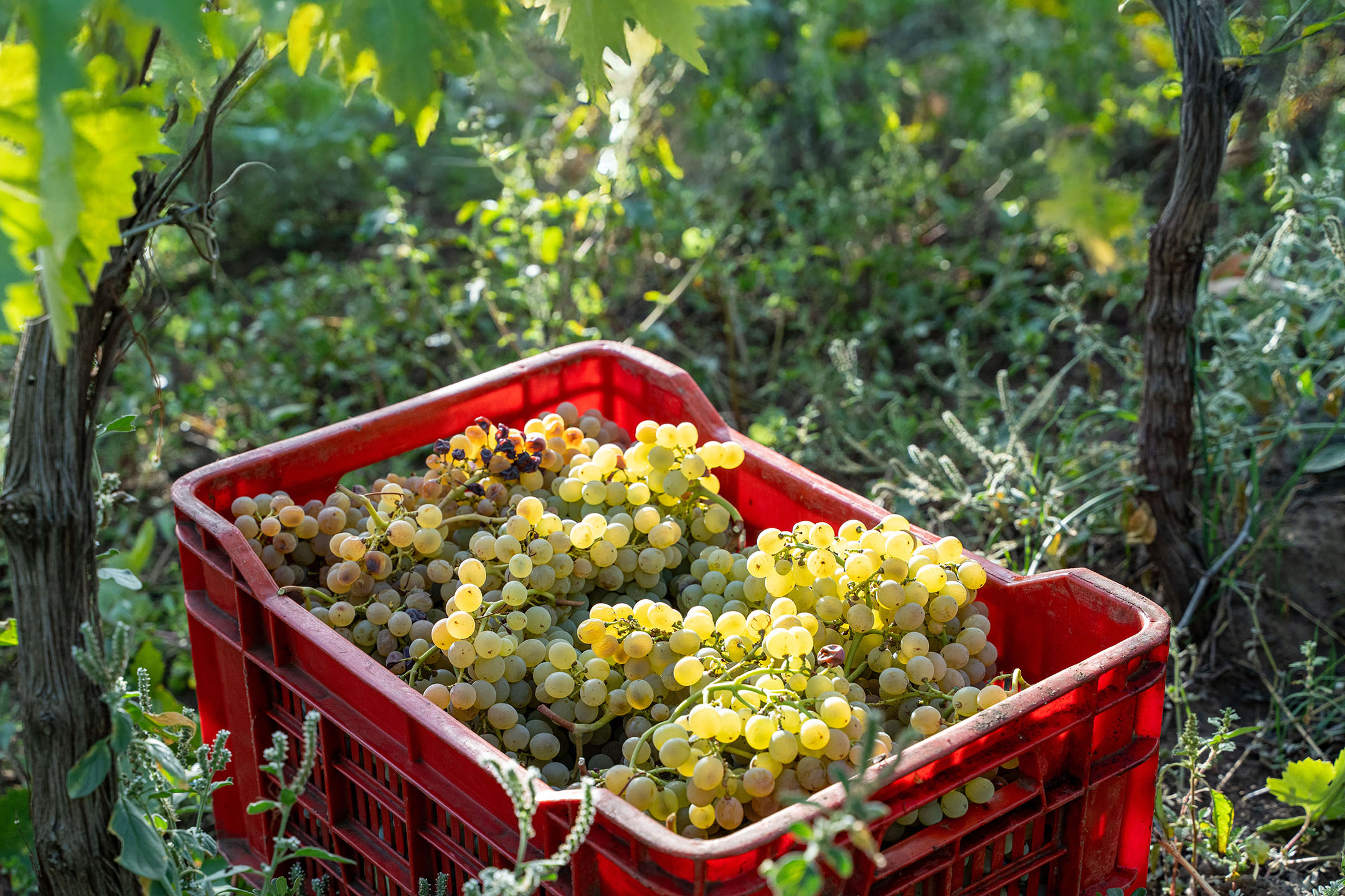 Raisins verts fraîchement cueillis dans une caisse rouge dans un vignoble.