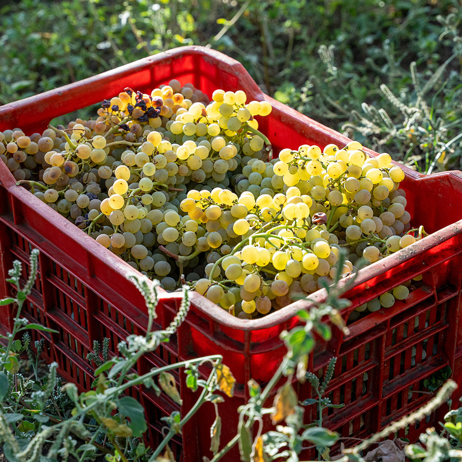 Une caisse rouge débordant de raisins verts fraîchement récoltés dans un vignoble.