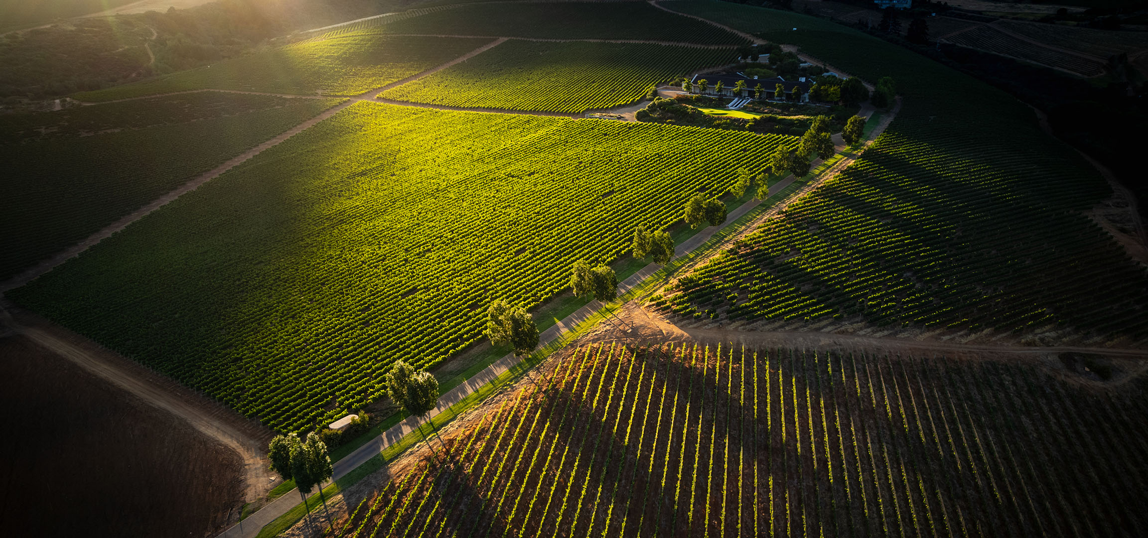 Vue aérienne d'un vignoble ensoleillé avec une maison au milieu.