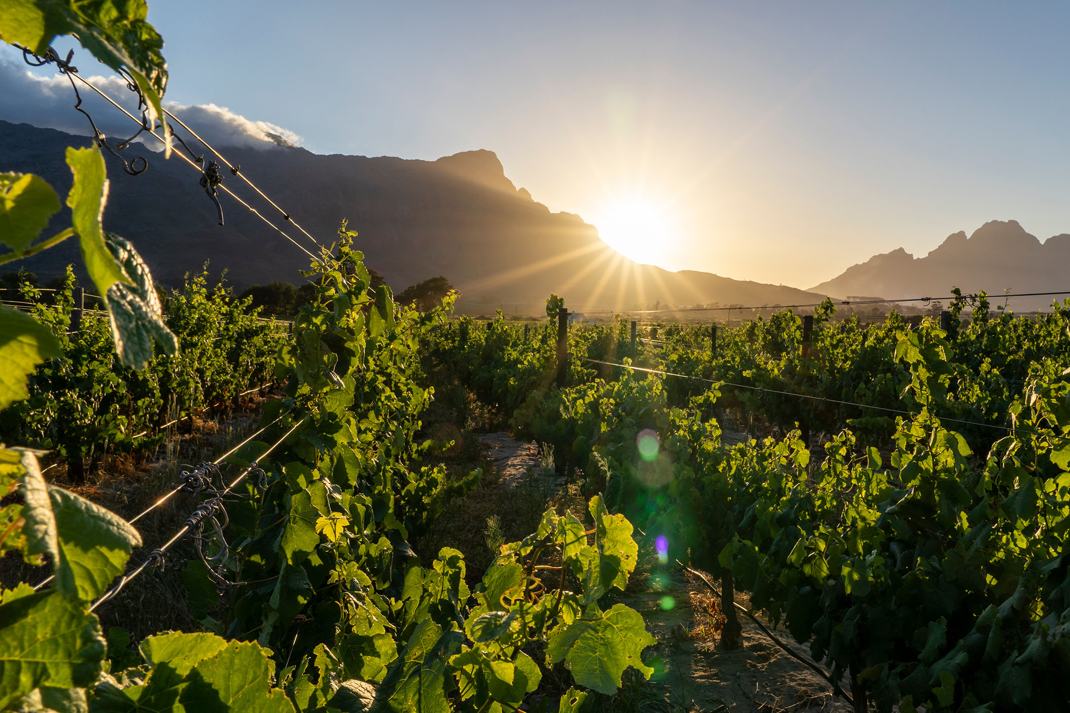 Vignes vertes avec montagnes et un coucher de soleil éclatant en arrière-plan.