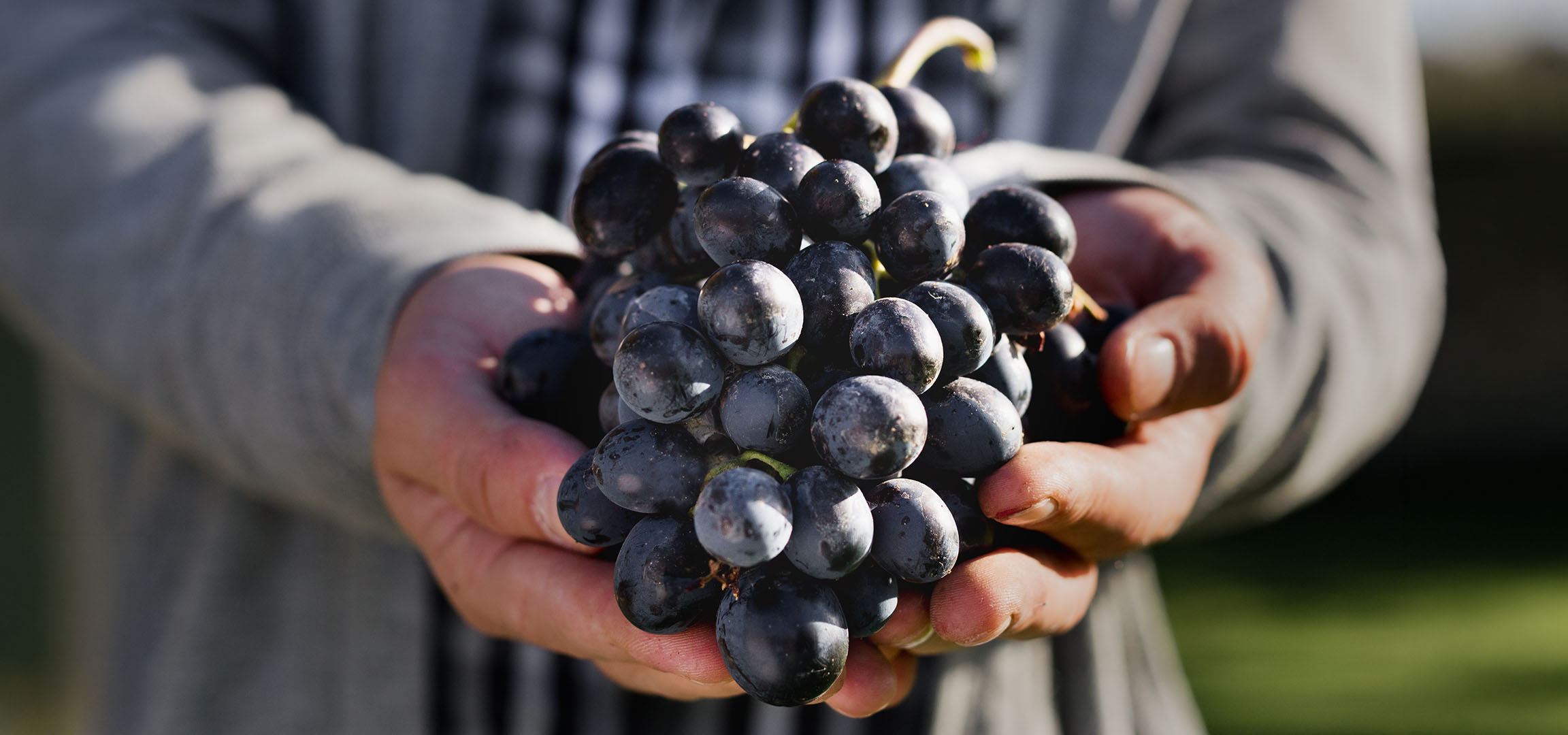 Mains tenant une grappe de raisins noirs frais