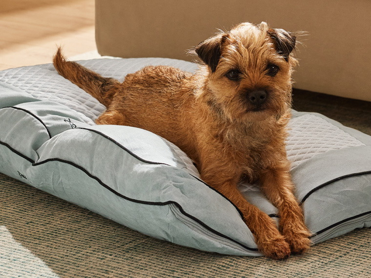 Un chien Border Terrier se repose confortablement sur un coussin pour chien bleu clair.