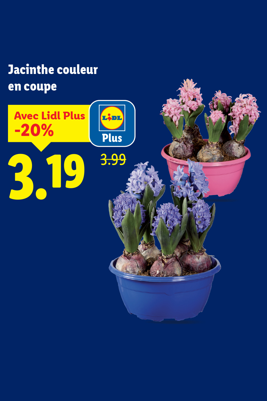 Jacinthes en pot, roses et bleues, avec une offre de -20%.