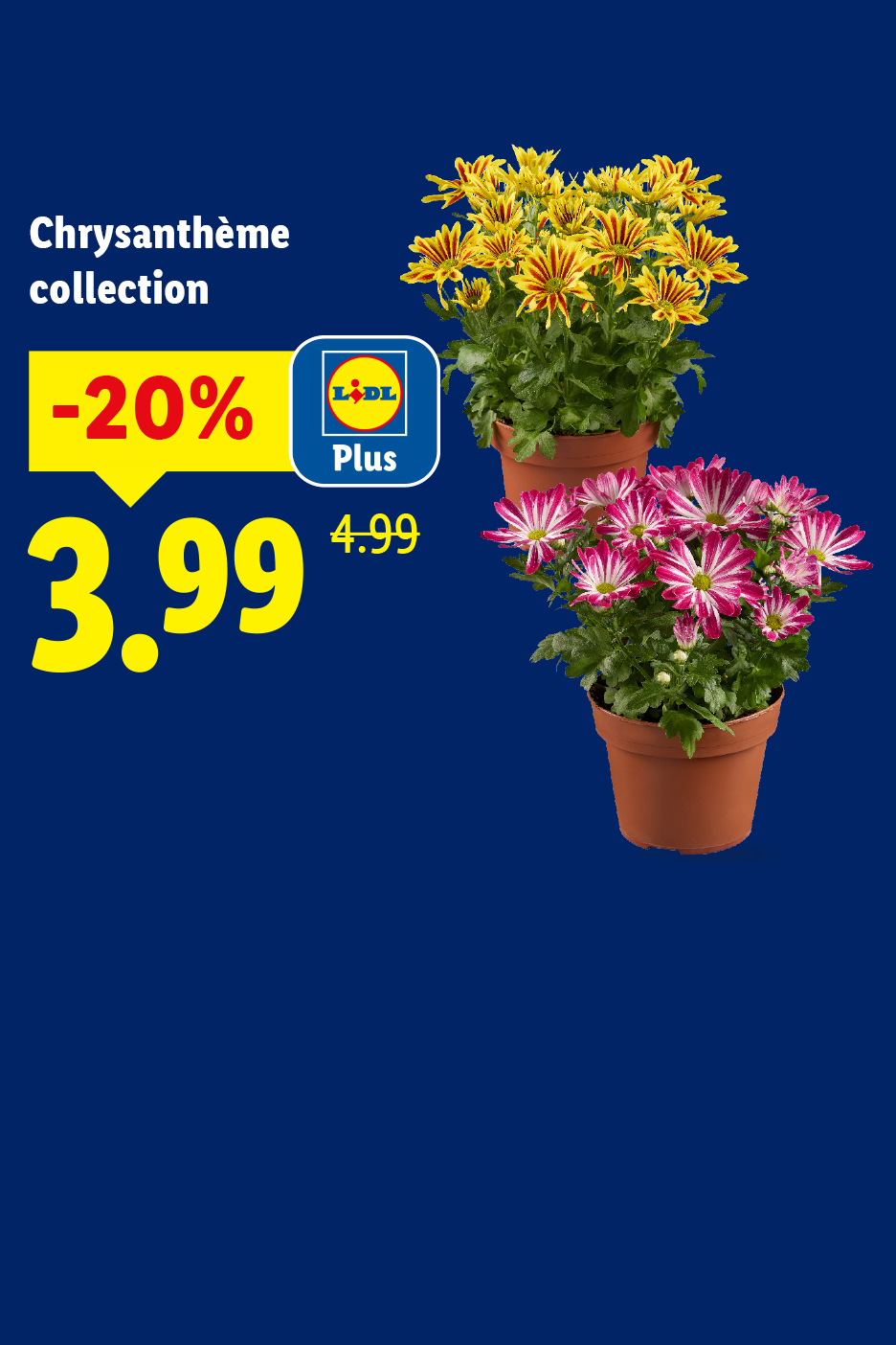 Collection de chrysanthèmes en pot, avec une offre de -20% à 3,99 (au lieu de 4,99).