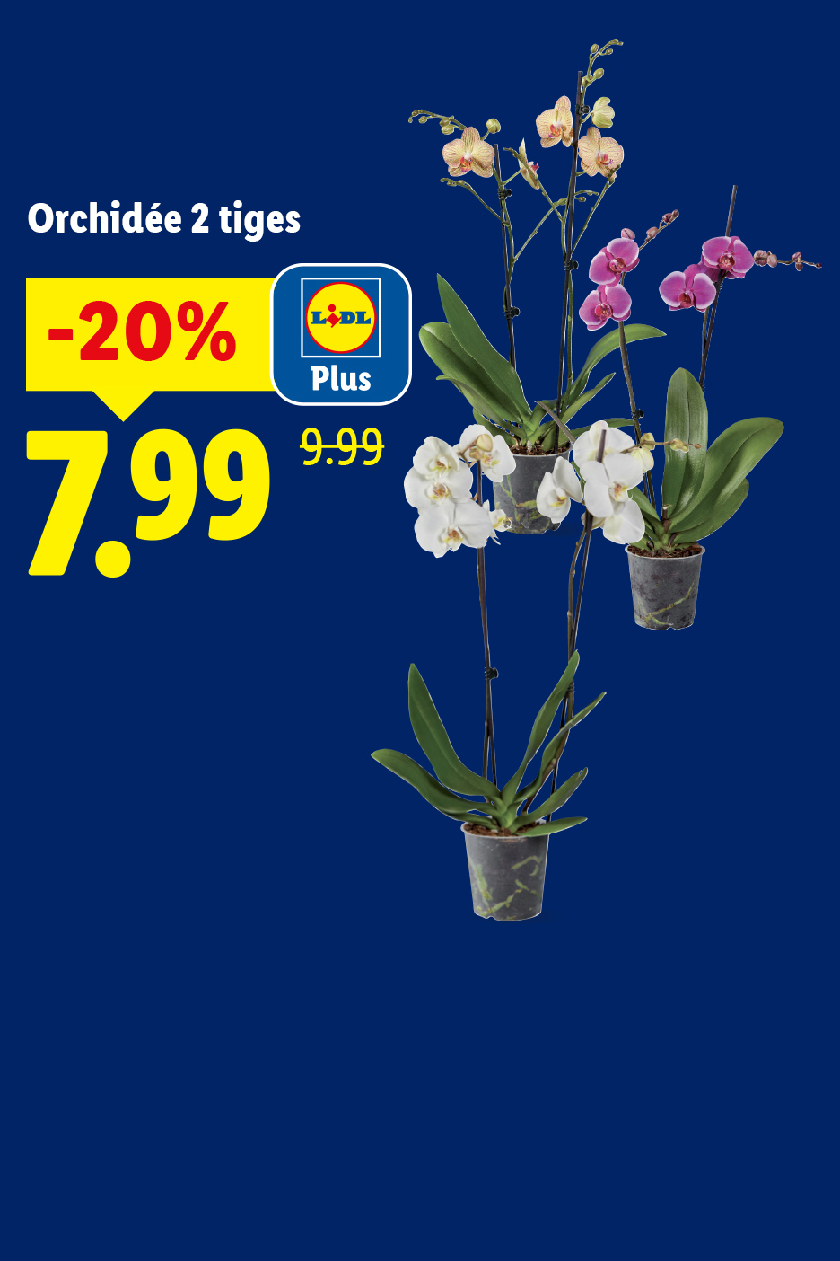 Orchidées à deux tiges de différentes couleurs, en promotion à 7,99 € au lieu de 9,99 €.