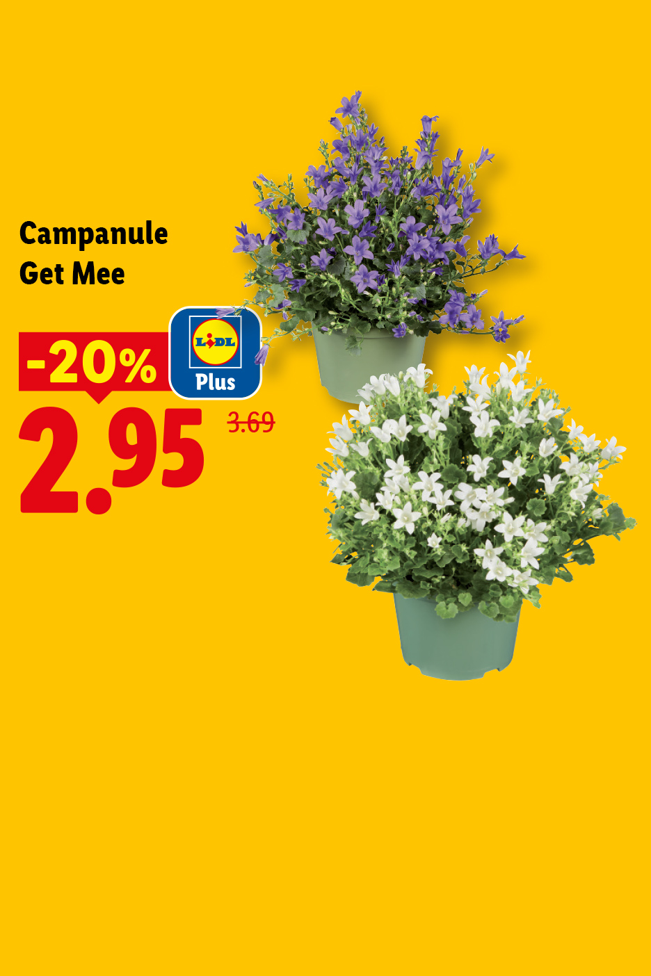 Campanules Get Mee violettes et blanches en pots, avec une offre de -20% à 2,95€.