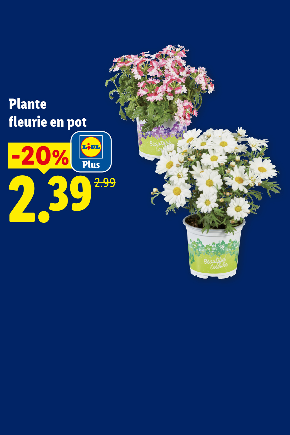 Plantes fleuries en pot, une rose et une blanche, avec une offre de -20% à 2,39€.