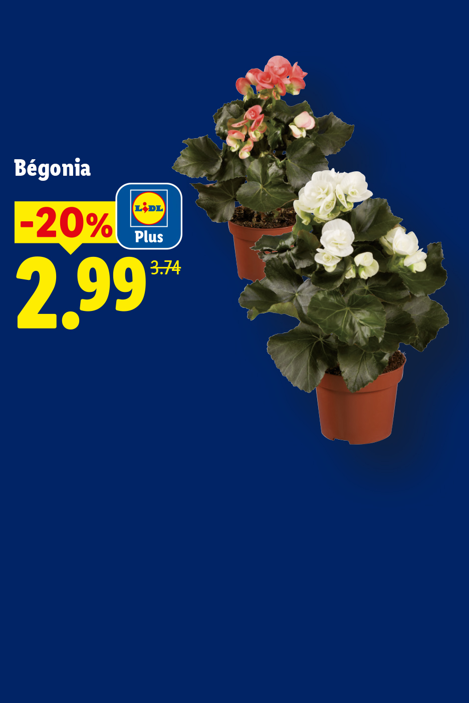 Bégonia à -20% avec Lidl Plus