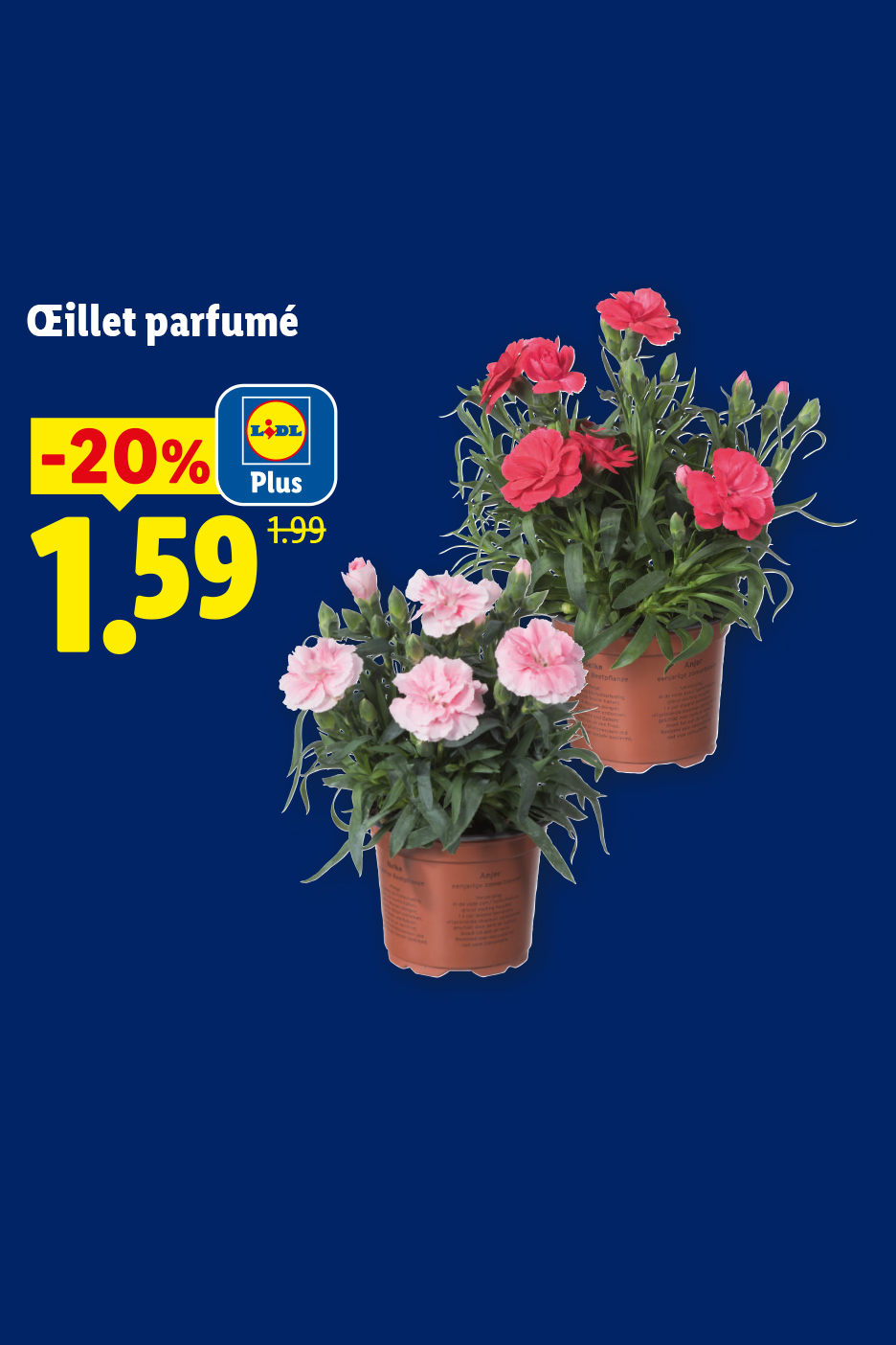 Jeudi 7/05, profitez d'œillets parfumés en pot à 1,59€, avec -20% de remise avec Lidl Plus
