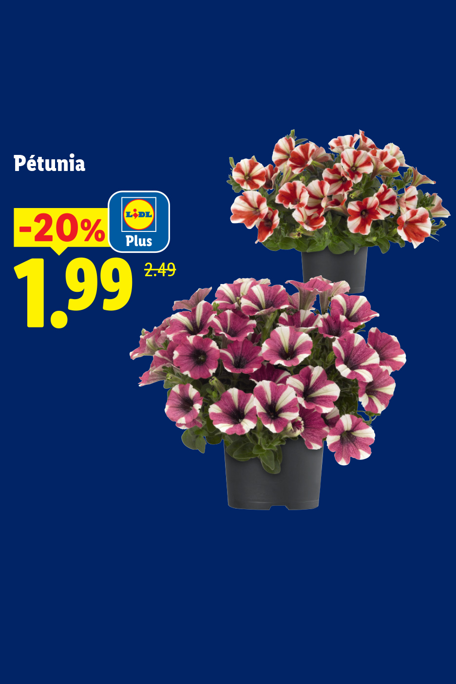 Pétunias rayés rouges et blancs et pétunias rayés violets et blancs, en promotion à 1,99.