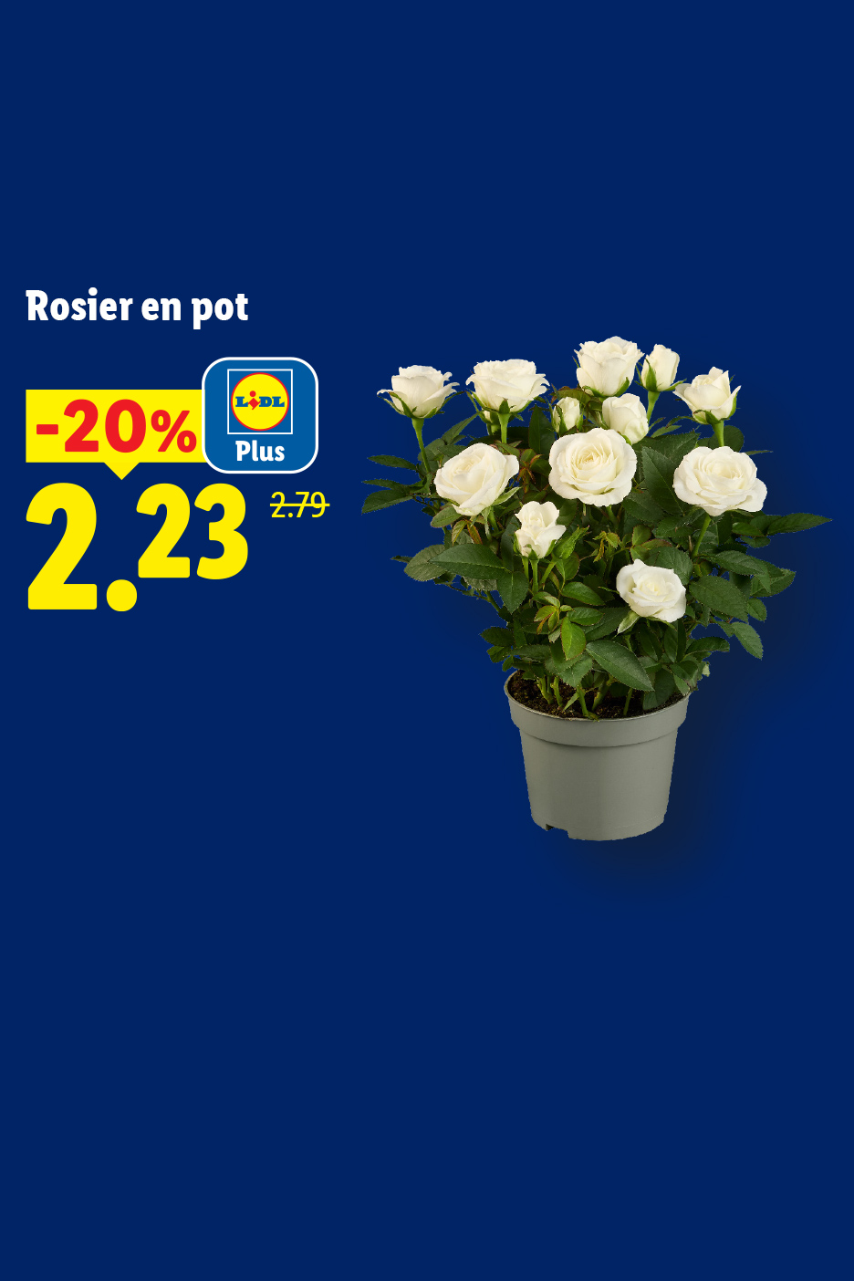 Le 11/06, profitez de -20% avec Lidl Plus sur un Rosier en pot blanc à prix 2,23€ au lieu de  2,79€