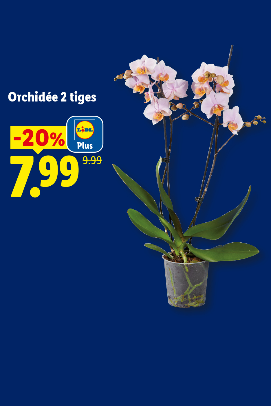 Du 22/06 au 28/06, profitez de 30% de réduction avec Lidl Plus sur notre orchidée deux tiges, à 7,99€ au lieu de 9,99€