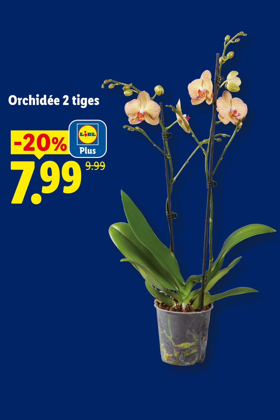 DU 06/07 au 08/07, profitez de -34% de réduction grâce à Lidl Plus sur notre huile d'olive vierge extra PRIMADONNA, à 4,32€ au lieu de 6,55€, seulement chez Lidl !