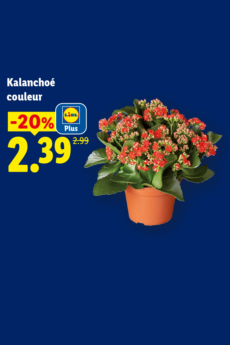 Kalanchoé de couleur en pot, avec une réduction de 20% à 2,39€ (ancien prix 2,99€).