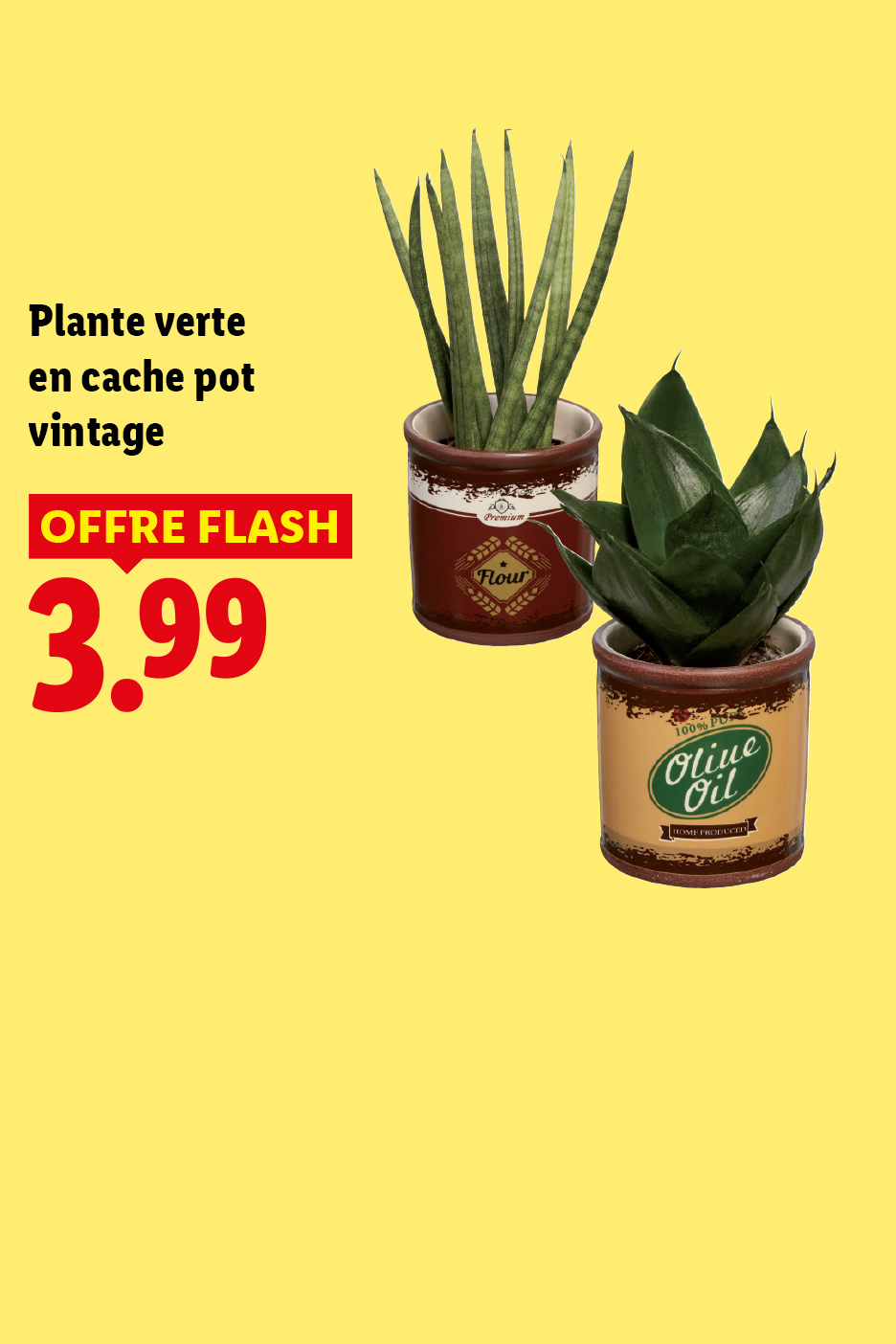 A partir du jeudi 30/07, profitez de notre offre flash : notre plante verte en cache pot vintage à 3,99€ ! Et seulement chez Lidl !