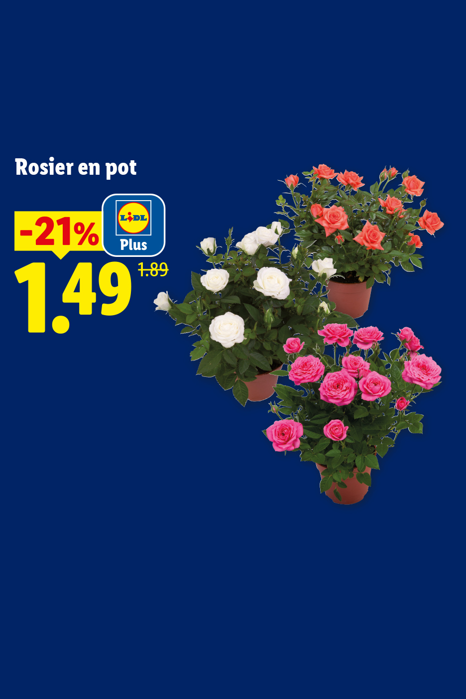 A partir du jeudi 13/08, profitez de notre remise Lidl Plus de -21% sur notre rosier en pot à 1,49€ au lieu de 1,89€ seulement chez Lidl !