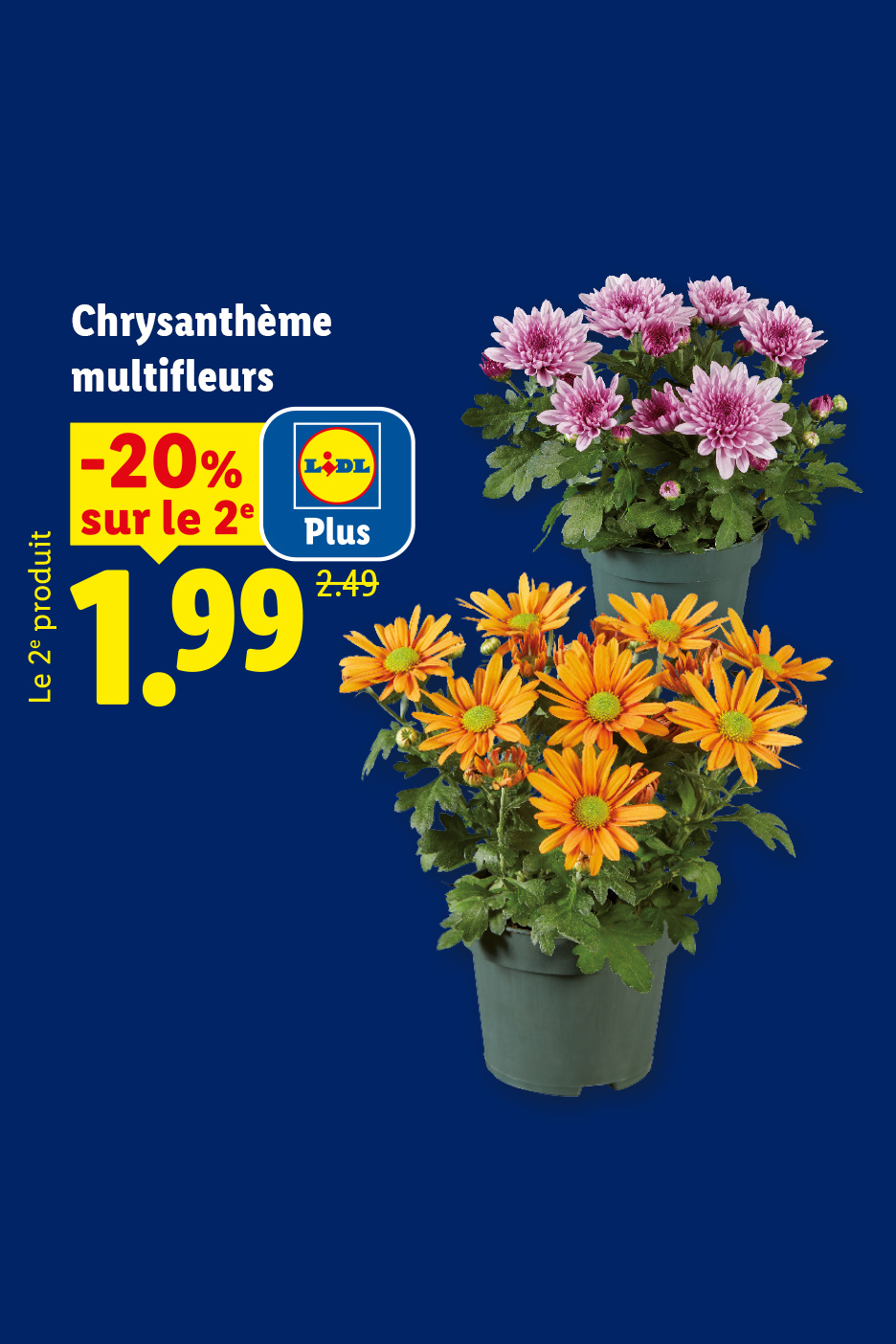 A partir du 20/08, profitez, grâce à Lidl Plus de -20% de remise sur la 2ème chrysanthèmes multifleurs, soit le 2e produit à 1,99€ au lieu de 2,49€, seulement chez Lidl !