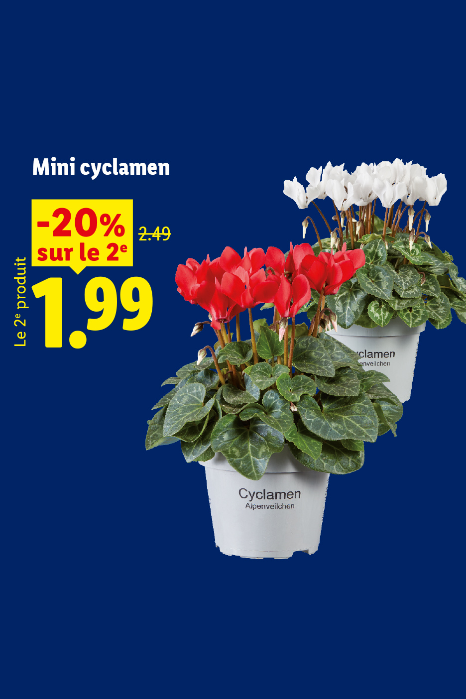 Le 27/08, profitez de Mini cyclamens rouges et blancs en pot, avec une offre de -20% sur le 2e produit à 1,99€ au lieu de 2,49 €