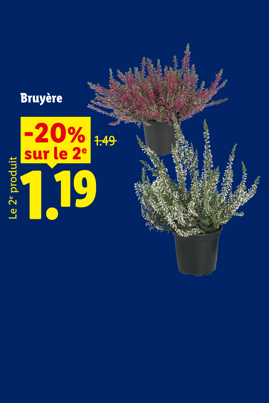 A partir du jeudi 01/10, profitez d'une remise de -20% sur la deuxième bruyère, soit le 2ème produit à 1,19€ au lieu de 1,49€, seulement chez Lidl !