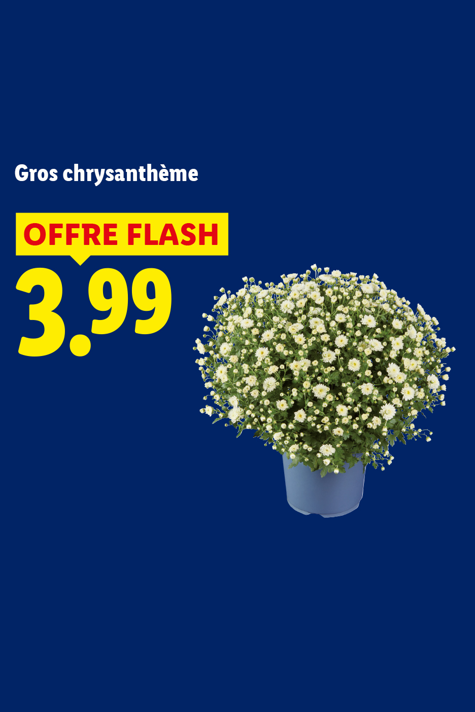 À partir du jeudi 22/10, profitez de notre gros chrysanthème à 3,99 € en offre flash chez Lidl.