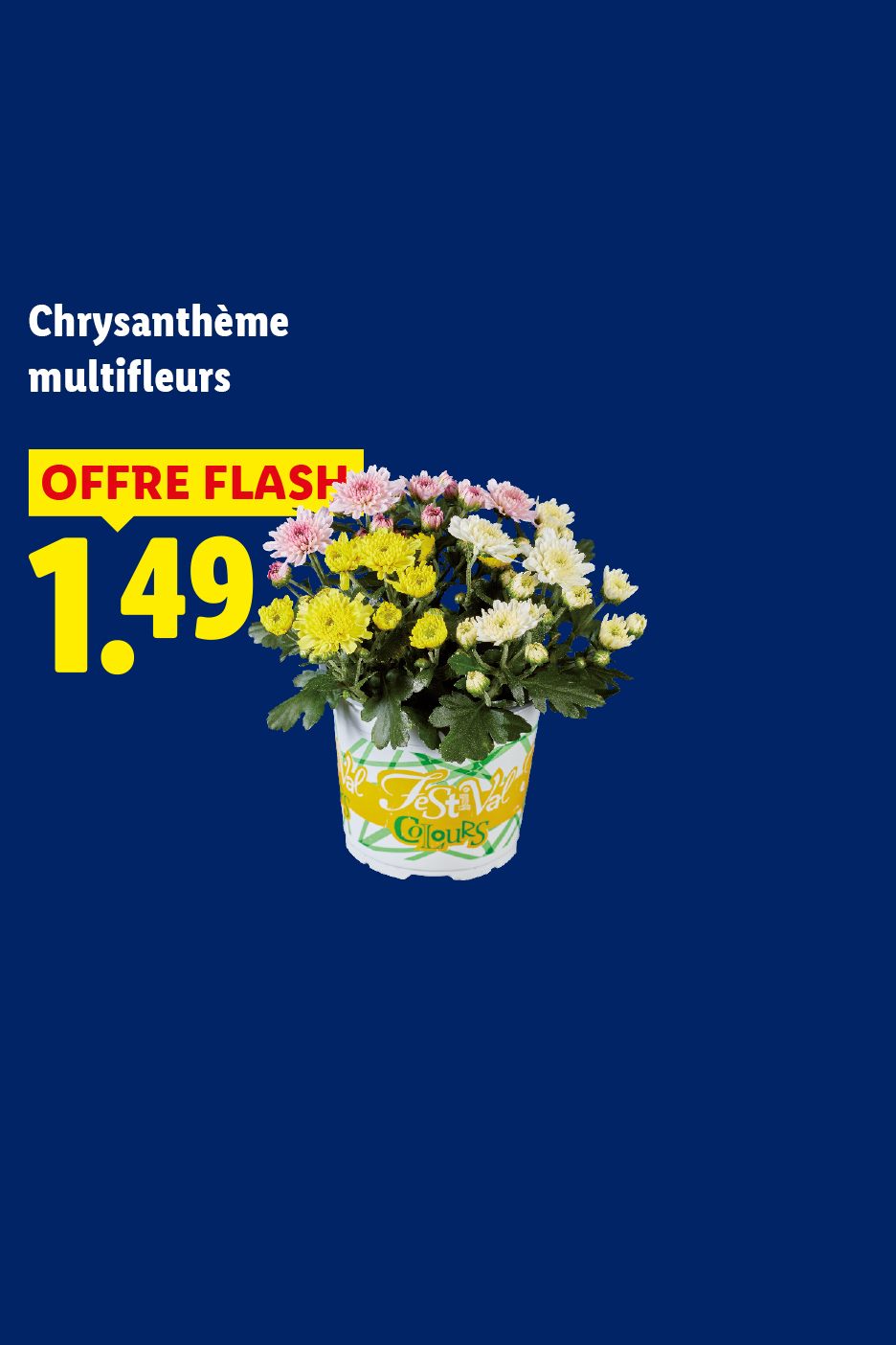 À partir du jeudi 29/10, profitez de notre offre flash sur notre chrysanthème multifleurs à 1,49 € chez Lidl.