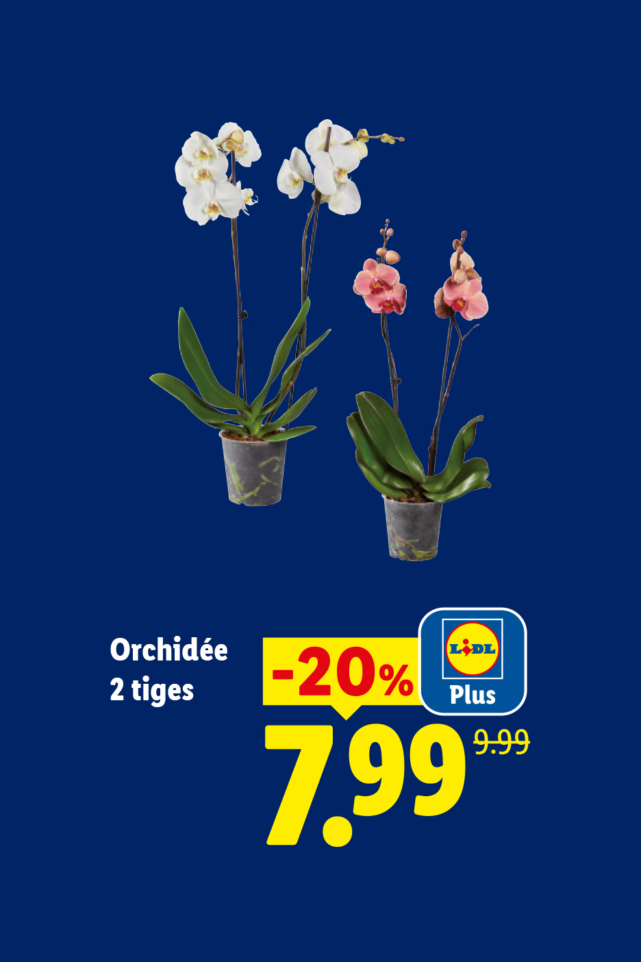 À partir du jeudi 05/11, profitez de 20% de remise avec Lidl Plus sur notre orchidée 2 tiges à 7,99 € au lieu de 9,99 € chez Lidl.