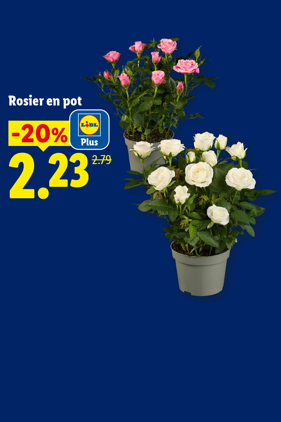Deux rosiers en pot, un rose et un blanc, avec une offre de -20% à 2,23€.