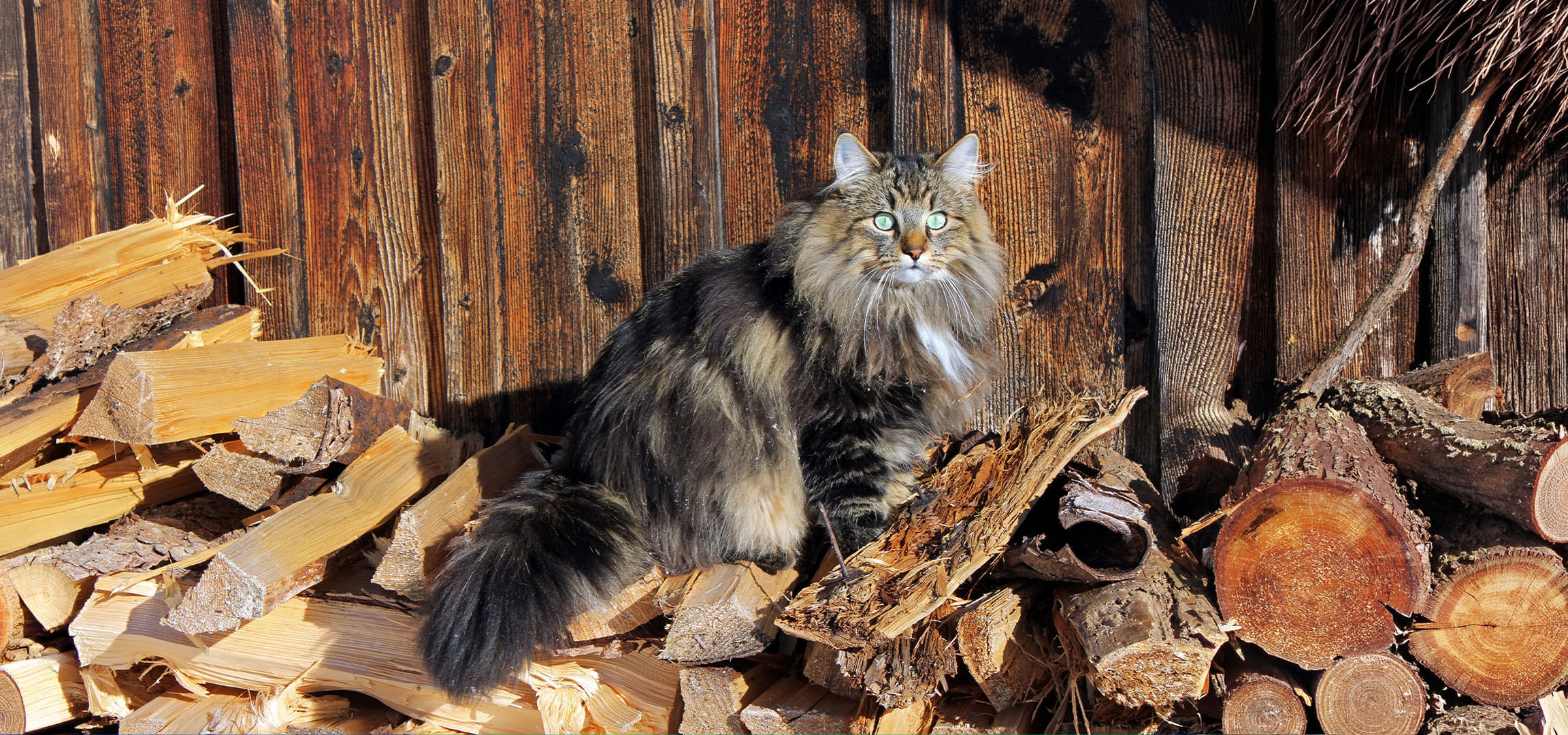aiLabeling.aiLabelForImageAltText: Chat moelleux aux yeux verts assis sur une pile de bois de chauffage devant un mur en bois.