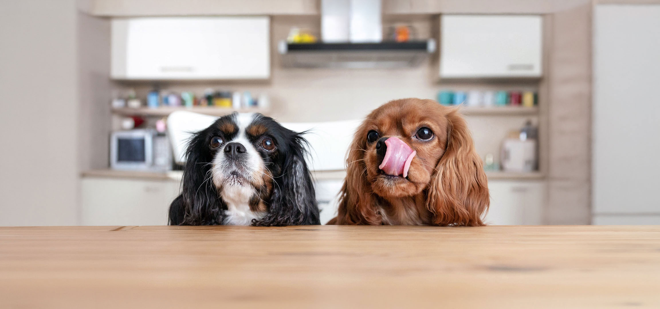 aiLabeling.aiLabelForImageAltText: Deux chiens Cavalier King Charles Spaniel, un tricolore et un rubis, regardant depuis une table.