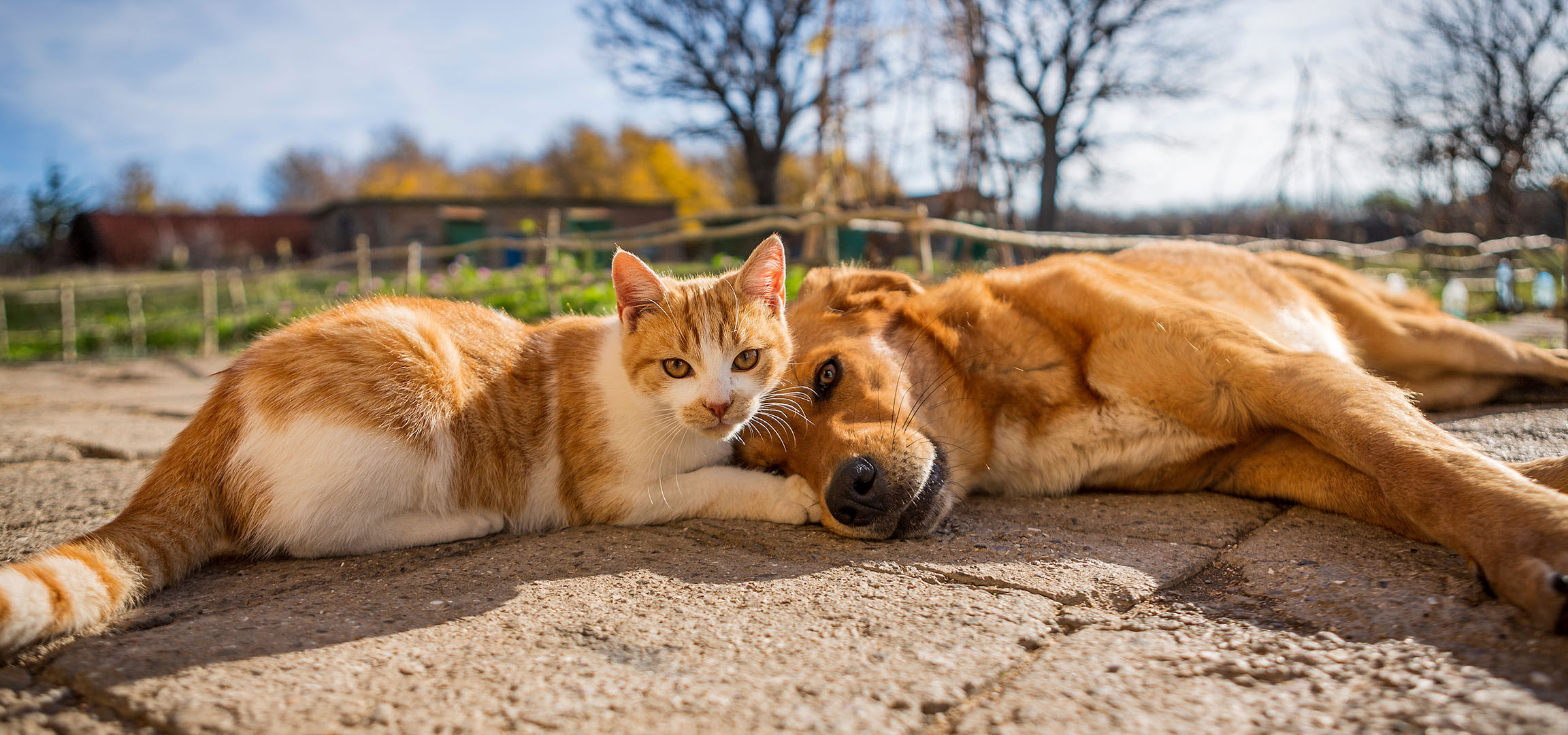 aiLabeling.aiLabelForImageAltText: Un chat et un chien se reposant au soleil sur une terrasse pavée.