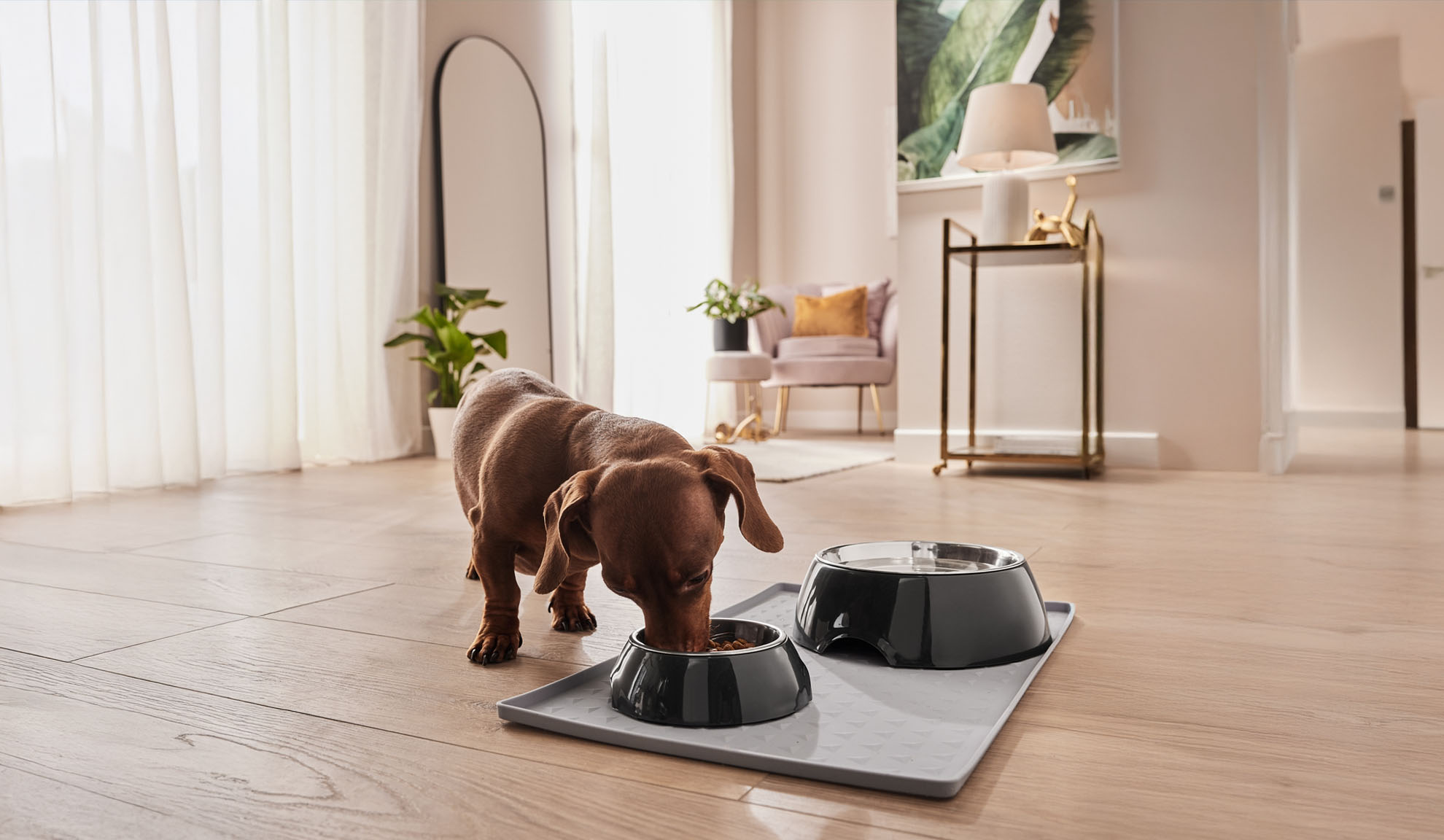 Un teckel mange dans sa gamelle sur un tapis de protection.