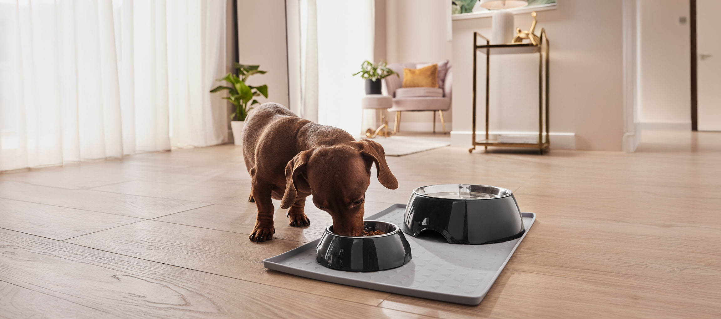 Un teckel mange dans son bol élégant sur un tapis de protection.