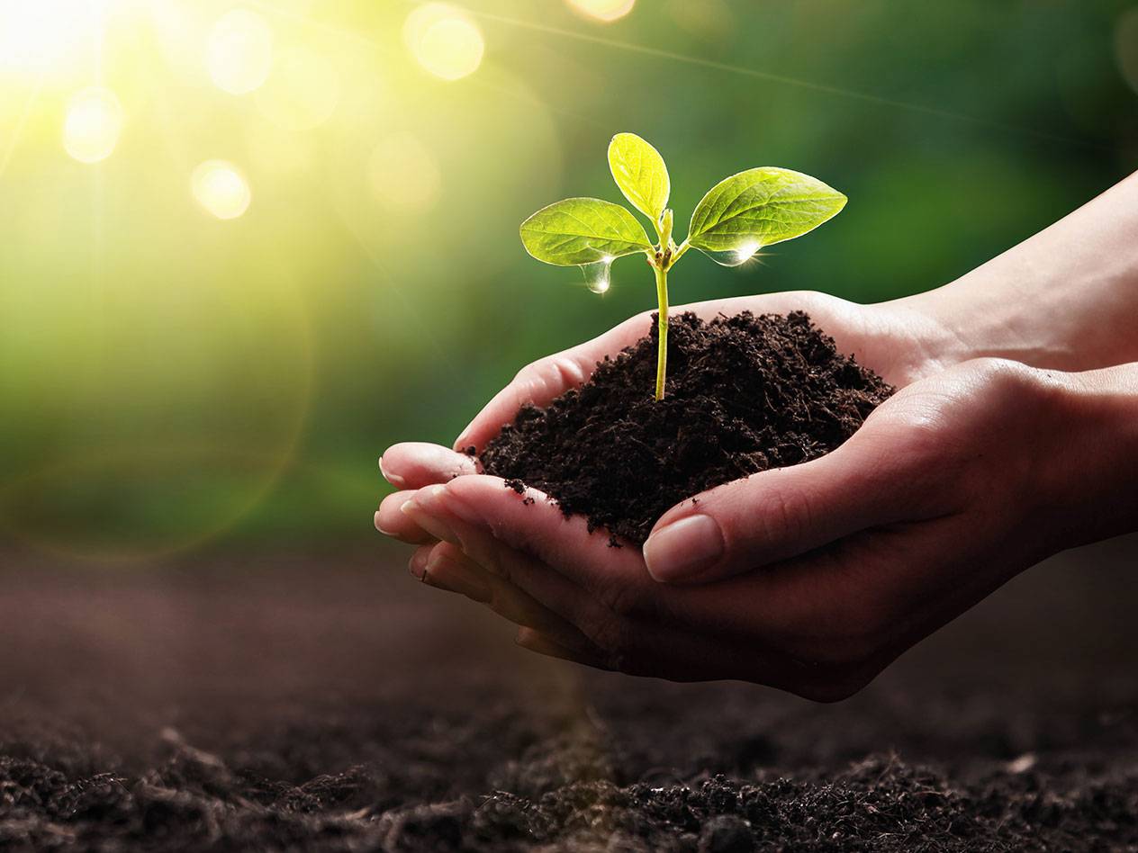 Des mains tenant un jeune plant dans la terre.