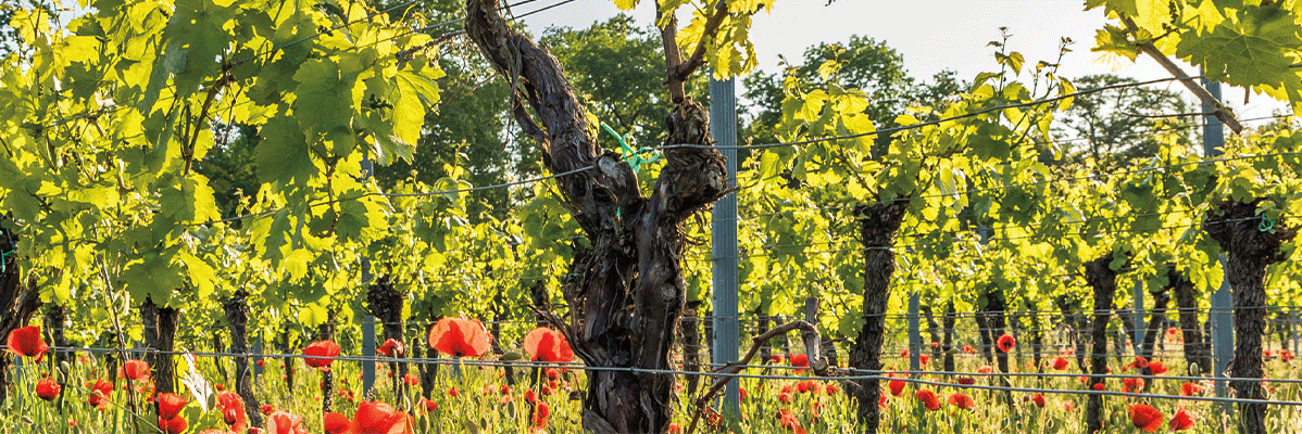 Vignes et coquelicots dans un champ ensoleillé.